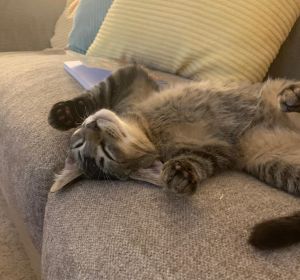 French Sorrel is a sweet older kitten who does well with cat-respectful children and cat-savvy dogs