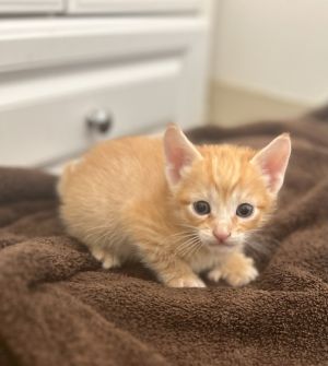 Tang (Sodas) Extra-Toes Cat / Hemingway Polydactyl Cat