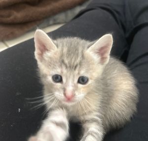 Crush (Sodas) Domestic Short Hair Cat