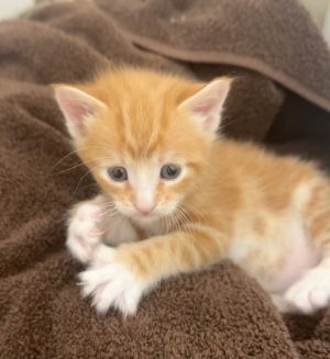 Orangina (Sodas) Domestic Short Hair Cat