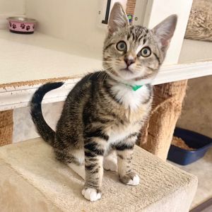 Apollo Domestic Short Hair Cat
