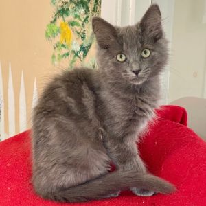 Hi Im Bruno--a gray fluffball with a big heart and an even bigger personality Im the boldest bo