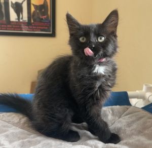 Hi Im Bianca -- a fluffy smoky-black beauty with a silvery shimmer and a sweet little white locke