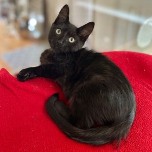 Mr. Bean Domestic Short Hair Cat