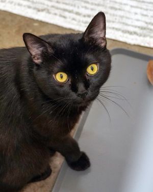 Mission, Adult Male Domestic Short Hair