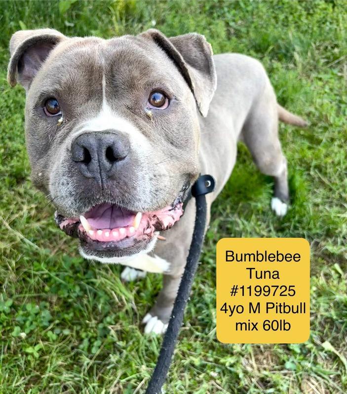 Bumblebee Tuna
