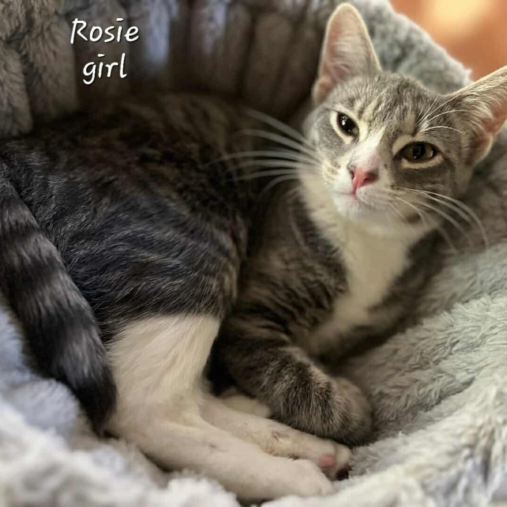 Rosie