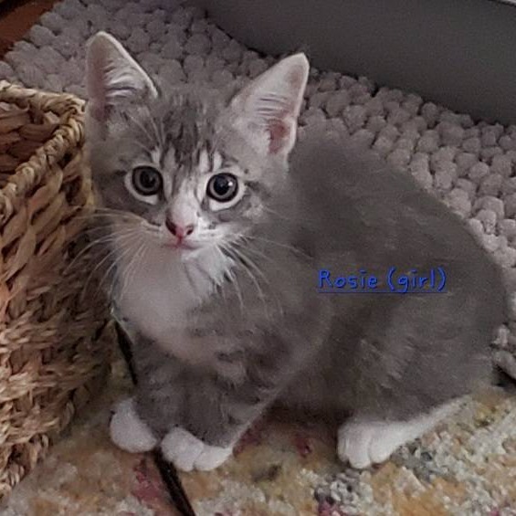 Rosie, an adoptable Domestic Medium Hair in West Plains, MO, 65775 | Photo Image 2