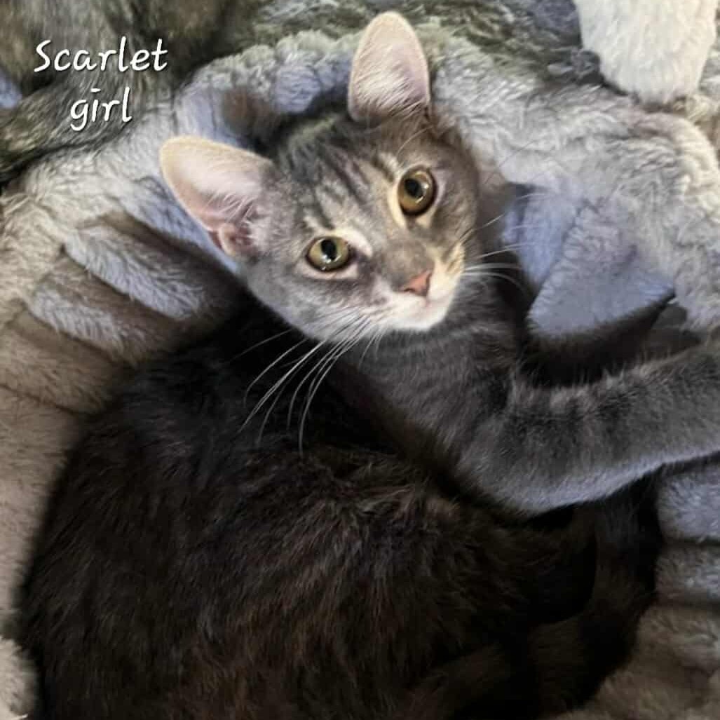 Scarlett, an adoptable Domestic Medium Hair in West Plains, MO, 65775 | Photo Image 1