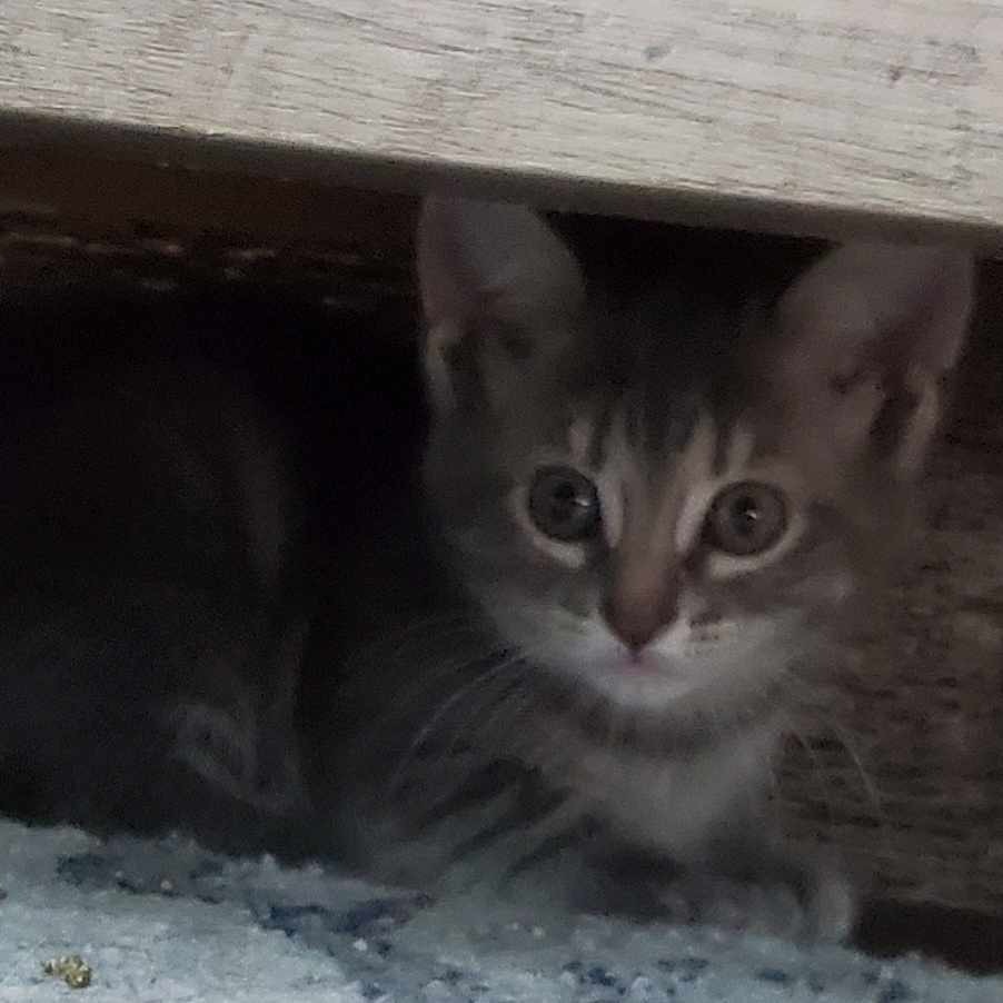 Scarlett, an adoptable Domestic Medium Hair in West Plains, MO, 65775 | Photo Image 2
