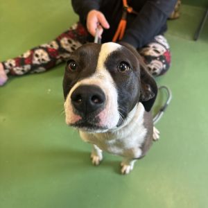 Peach, Young Female Mixed Breed
