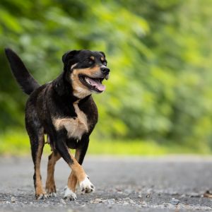Tippy, Adult Female Husky