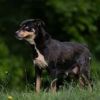 Tippy photo 4