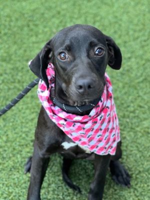 Mystic, Baby Female Labrador Retriever
