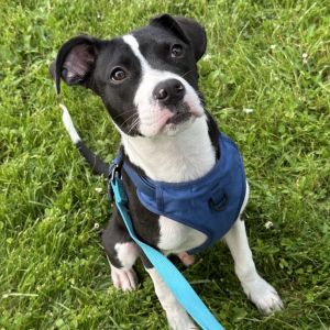 Boston, Young Male Pit Bull Terrier