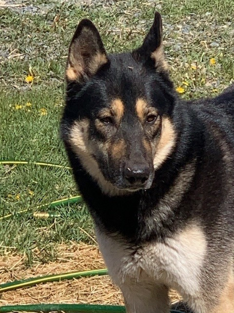Rambler, an adoptable German Shepherd Dog, Husky in Thompson Falls, MT, 59873 | Photo Image 2