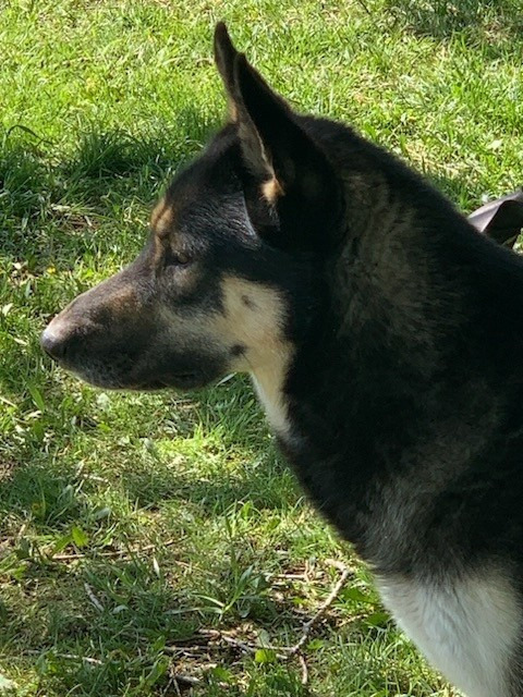 Rambler, an adoptable German Shepherd Dog, Husky in Thompson Falls, MT, 59873 | Photo Image 3