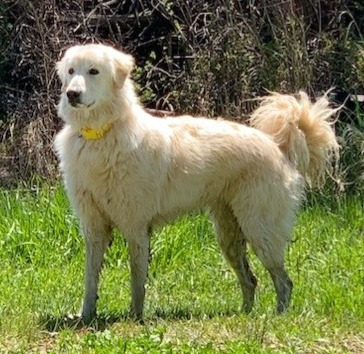 Daisy, an adoptable Great Pyrenees, Maremma Sheepdog in Thompson Falls, MT, 59873 | Photo Image 1