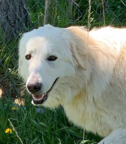 Daisy