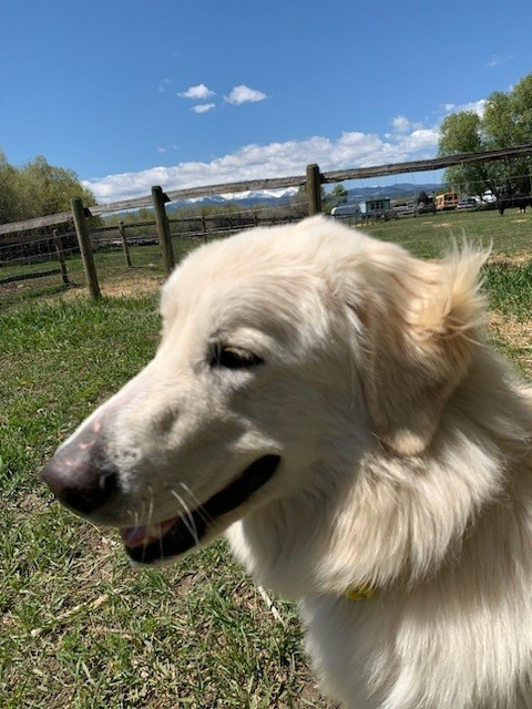 Daisy, an adoptable Great Pyrenees, Maremma Sheepdog in Thompson Falls, MT, 59873 | Photo Image 3