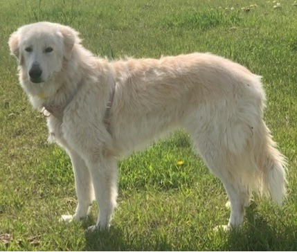 Daisy, an adoptable Great Pyrenees, Maremma Sheepdog in Thompson Falls, MT, 59873 | Photo Image 4
