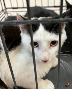 Alex, Young Female Domestic Short Hair