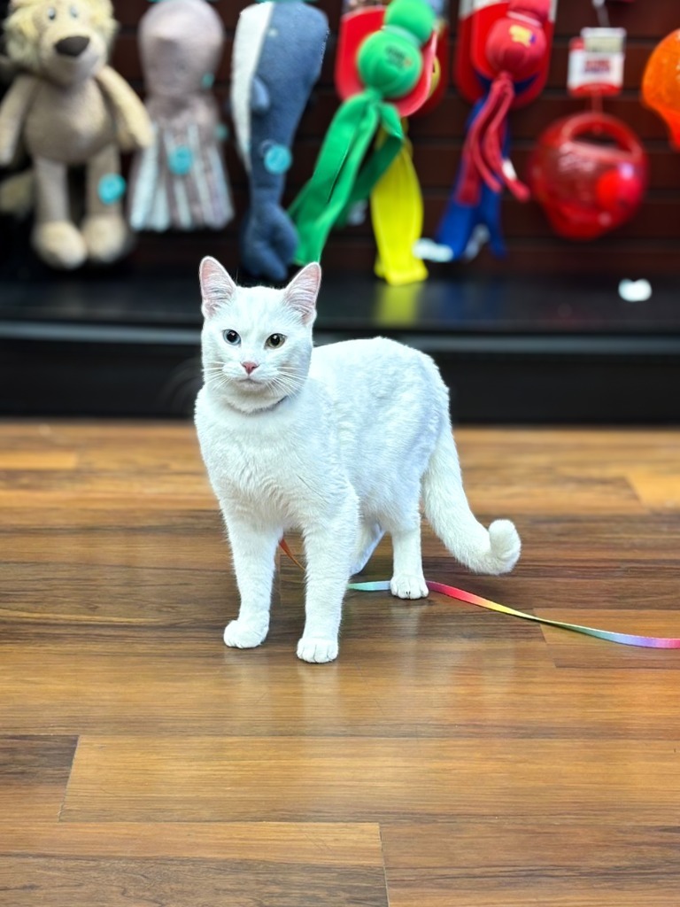 Mekwan, an adoptable Domestic Short Hair in Calgary, AB, T3S 0C5 | Photo Image 1