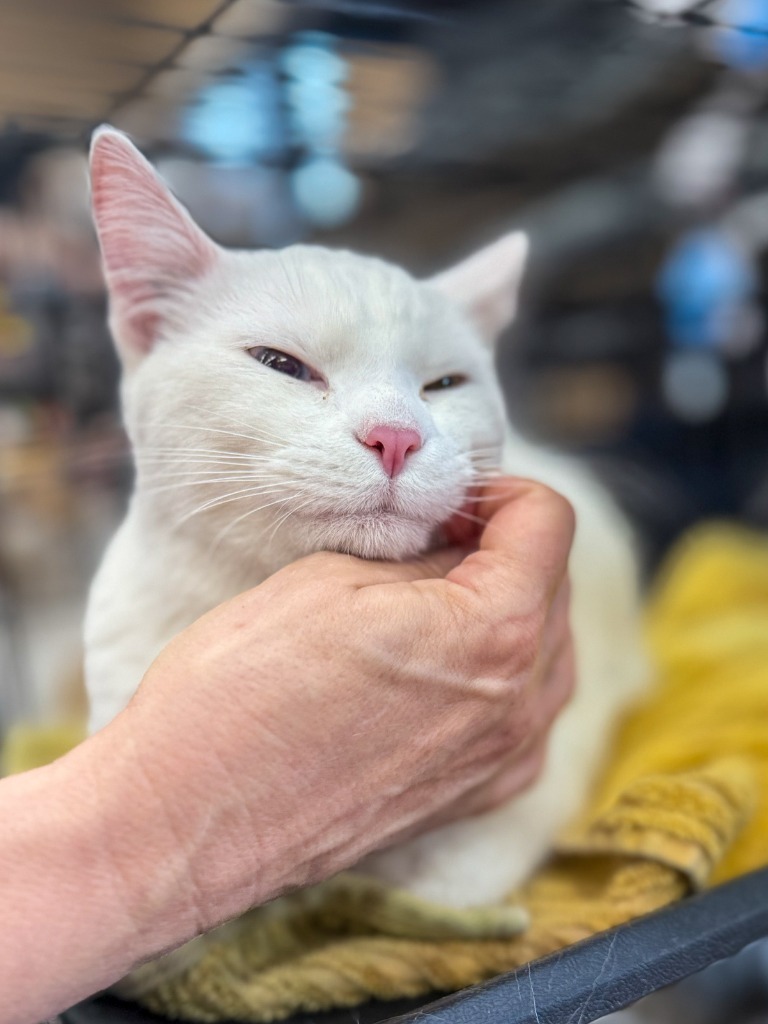 Mekwan, an adoptable Domestic Short Hair in Calgary, AB, T3S 0C5 | Photo Image 2