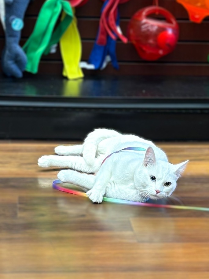 Mekwan, an adoptable Domestic Short Hair in Calgary, AB, T3S 0C5 | Photo Image 3