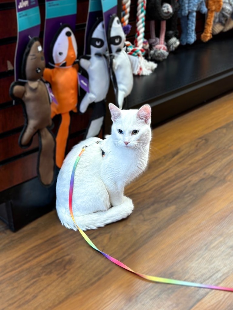 Mekwan, an adoptable Domestic Short Hair in Calgary, AB, T3S 0C5 | Photo Image 4