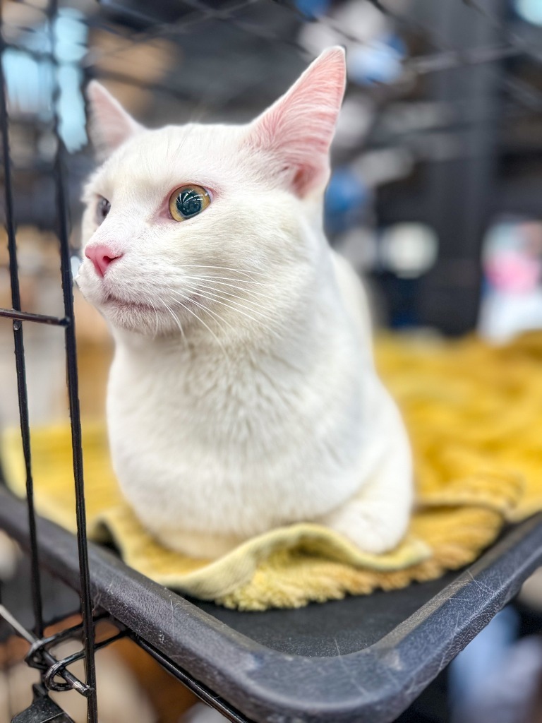 Mekwan, an adoptable Domestic Short Hair in Calgary, AB, T3S 0C5 | Photo Image 5