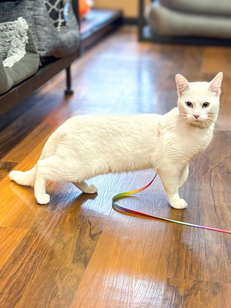 Mekwan, an adoptable Domestic Short Hair in Calgary, AB, T3S 0C5 | Photo Image 6