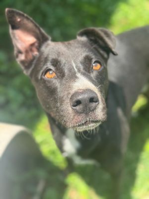 Eli, Adult Male Mixed Breed