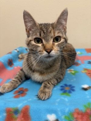 Zinnia, Young Female Domestic Short Hair