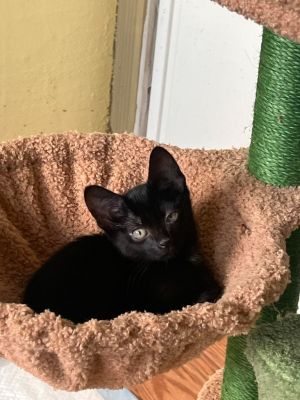 Apple, Baby Female Domestic Medium Hair