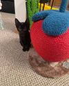 Apple photo 3