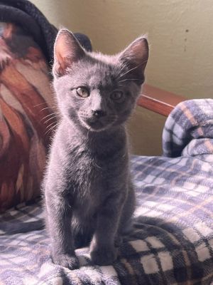 Pear, Baby Male Domestic Medium Hair