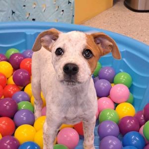 Pacific, Baby Female Mixed Breed