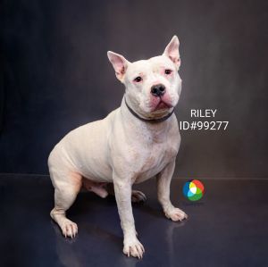 Primary Color White Weight 738lbs Age 6yrs 7mths 1wks Animal has been Neutered
