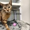 Calista photo 3
