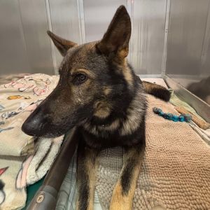 Rellik, Adult Male German Shepherd Dog