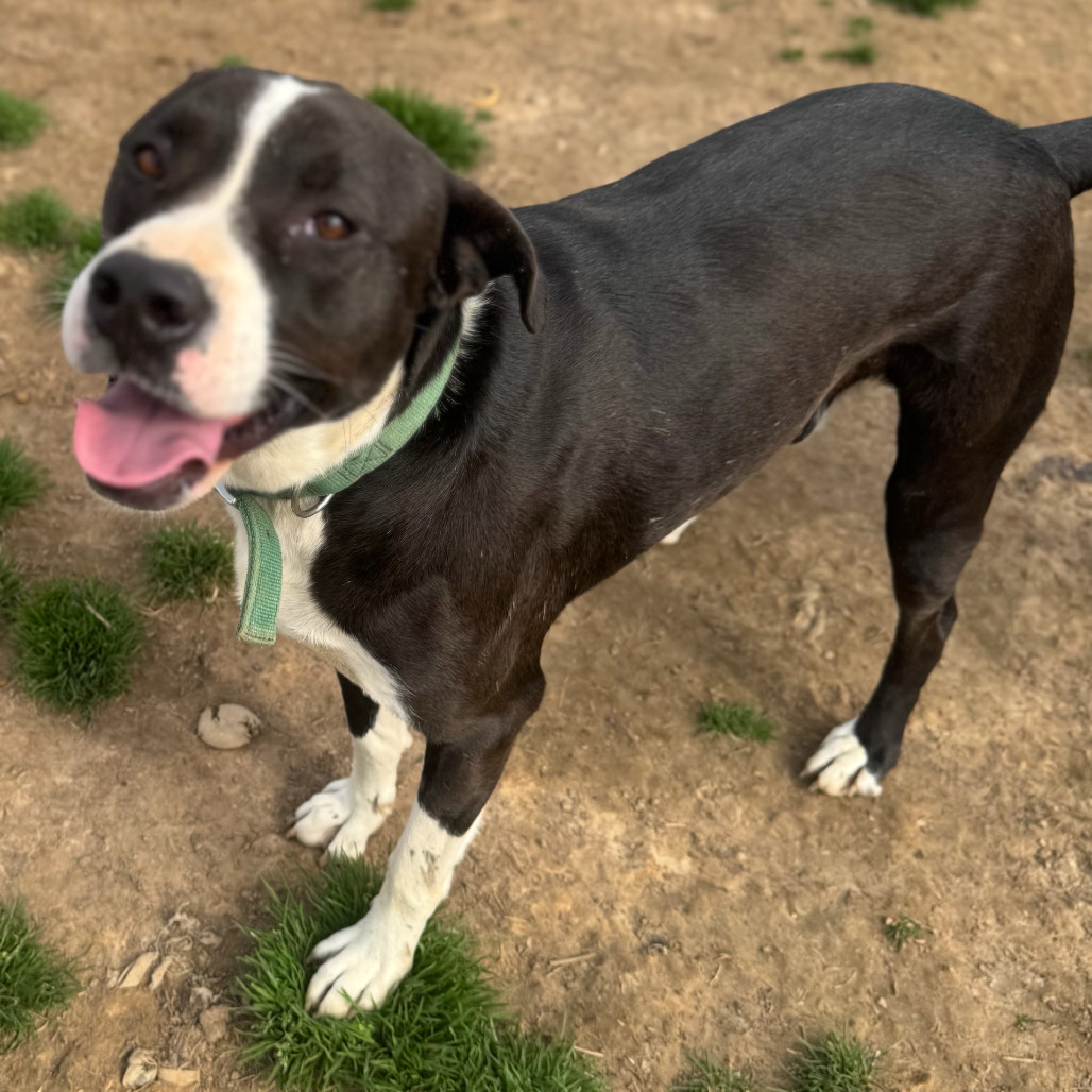 Mathis, an adoptable Pit Bull Terrier, Mixed Breed in Wadena, MN, 56482 | Photo Image 2