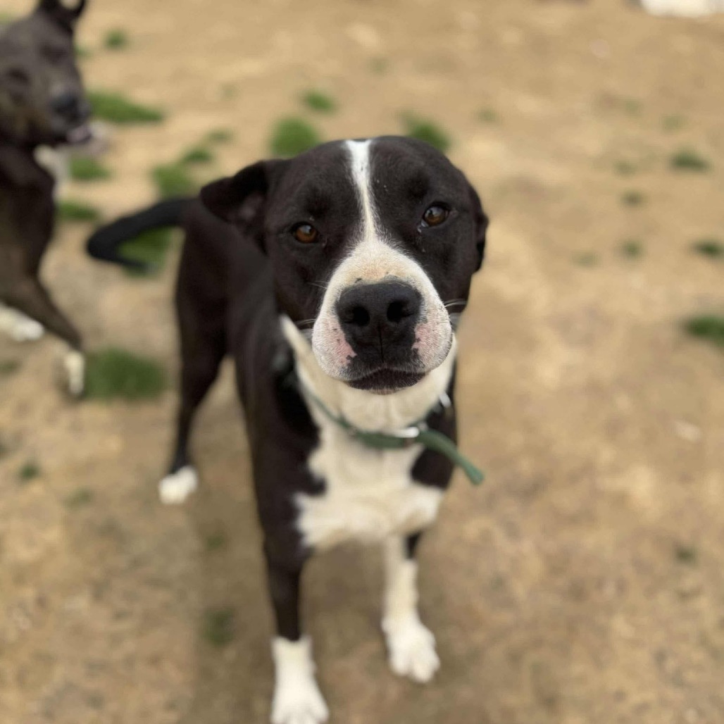 Mathis, an adoptable Pit Bull Terrier, Mixed Breed in Wadena, MN, 56482 | Photo Image 3