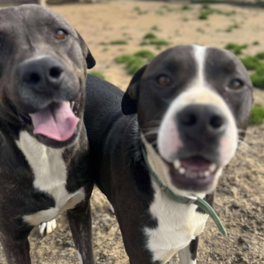 Mathis, an adoptable Pit Bull Terrier, Mixed Breed in Wadena, MN, 56482 | Photo Image 4