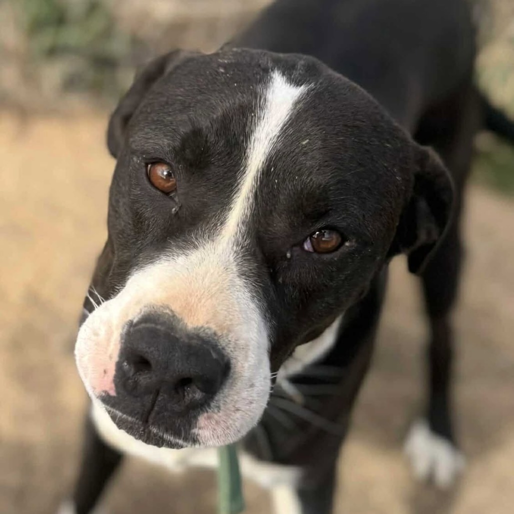 Mathis, an adoptable Pit Bull Terrier, Mixed Breed in Wadena, MN, 56482 | Photo Image 5
