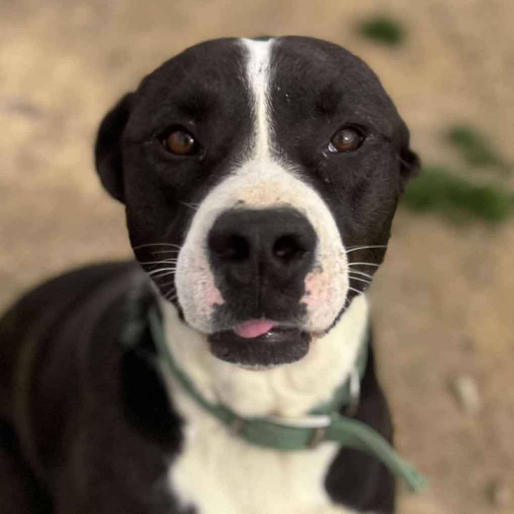 Mathis, an adoptable Pit Bull Terrier, Mixed Breed in Wadena, MN, 56482 | Photo Image 6