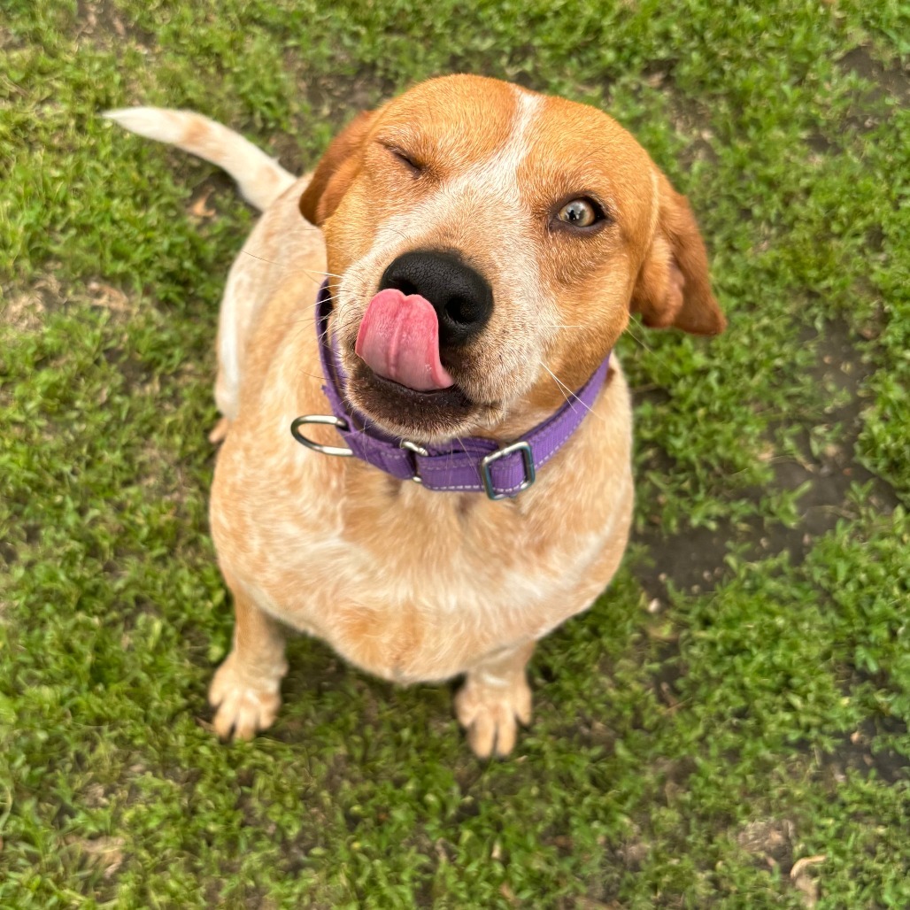 Maude