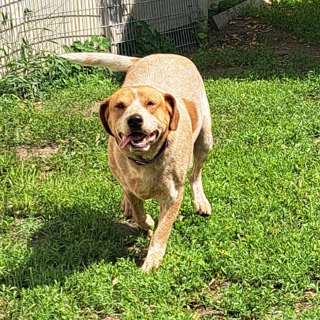 Maude