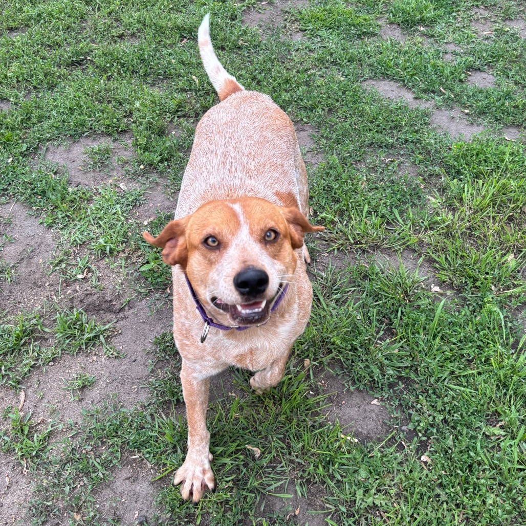 Maude