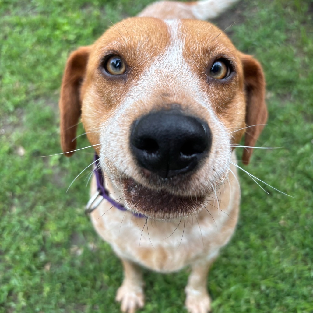 Maude